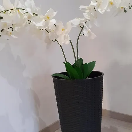Apartment Villa Nedescina *